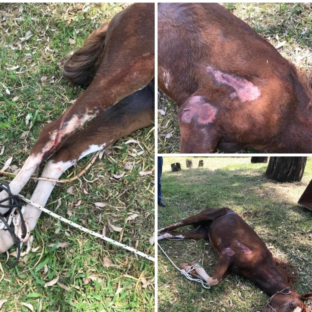 Screenshot_20230329_221217_Facebook-1024x1024 CAVALO É ENCONTRADO COM SINAIS DE MAUS TRATOS EM SÃO MANUEL