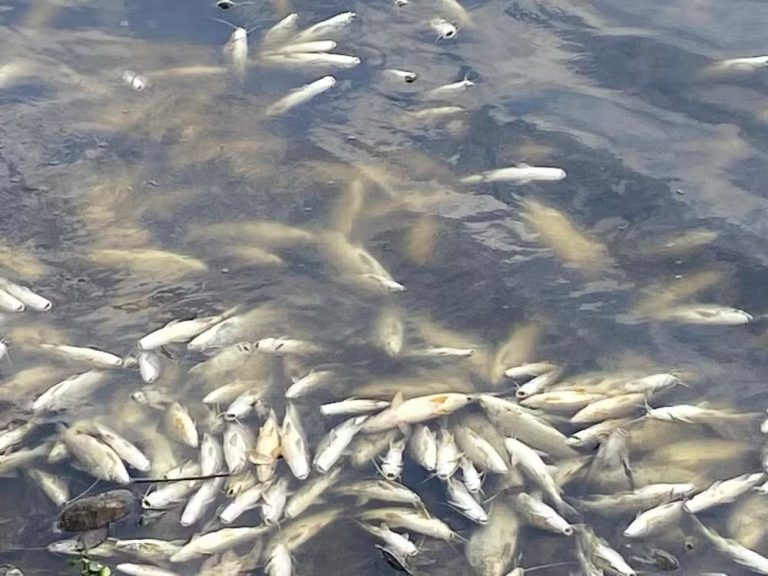 image-9 Impacto Ambiental: Mortandade de Peixes no Rio Piracicaba