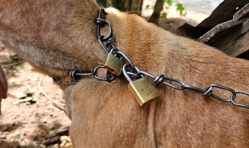 image-26 Pitbull é resgatada em Botucatu; Tutora é presa por manter animal acorrentado