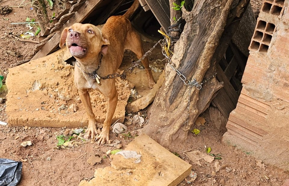 image-27 Pitbull é resgatada em Botucatu; Tutora é presa por manter animal acorrentado