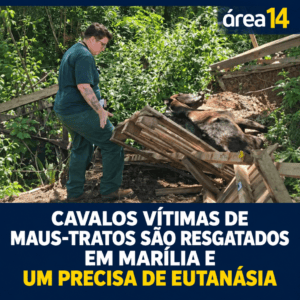 CAVALOS VÍTIMAS DE MAUS-TRATOS SÃO RESGATADOS EM MARÍLIA E UM PRECISA DE EUTANÁSIA