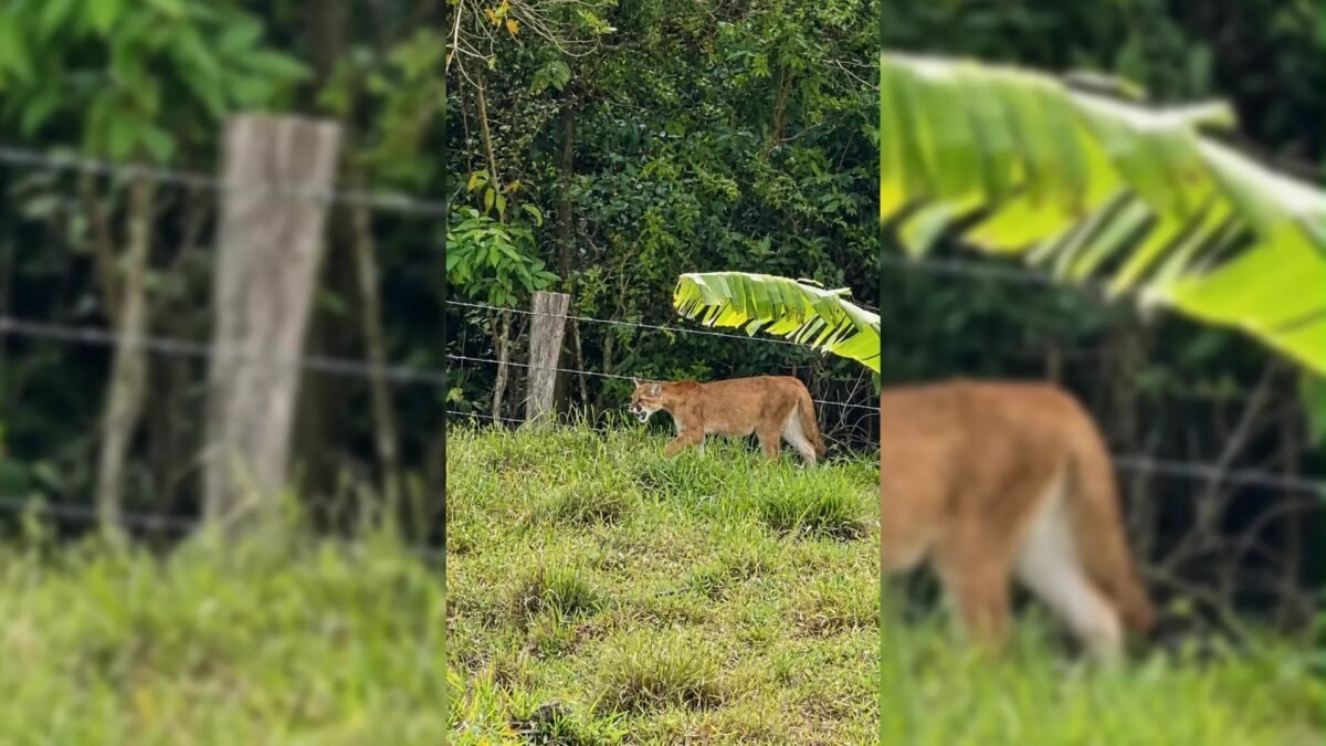 VÍDEO: presença de onças-pardas em bairro rural chama a atenção de moradores em Botucatu